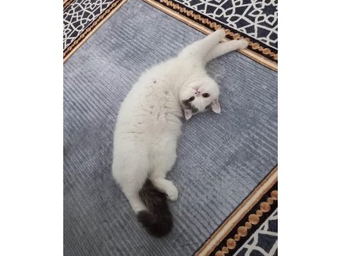 Dişi kedime eş aramaktayım