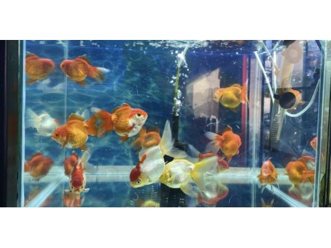 Renk renk oranda balıklar