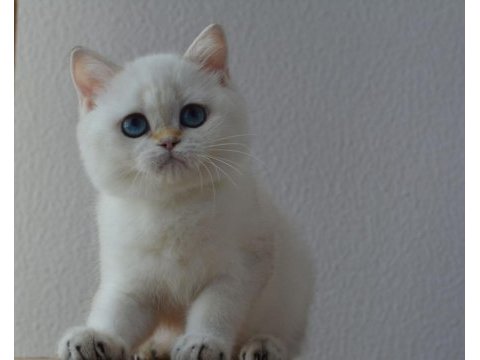 Dişi golden poınt brıtısh shorthaır