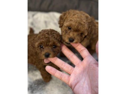 Red toy poodle ırk ve sağlık garantili