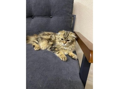 4 aylık safkan scottish fold longhair