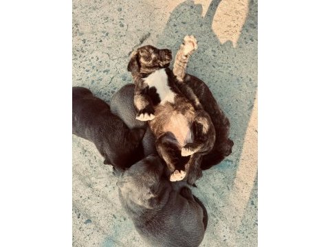 30 günlük cane corso yavrularımız
