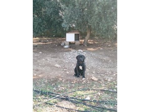 Cane corso yavrularımız
