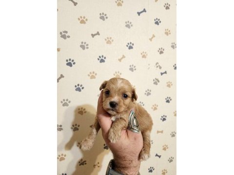 Teacup üst kalite maltipoo bebeler