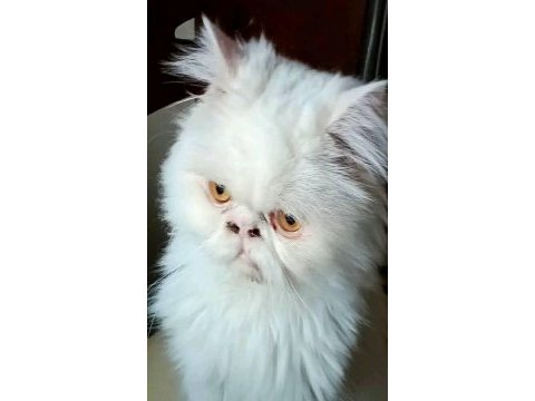 Beyaz iran persian dişi