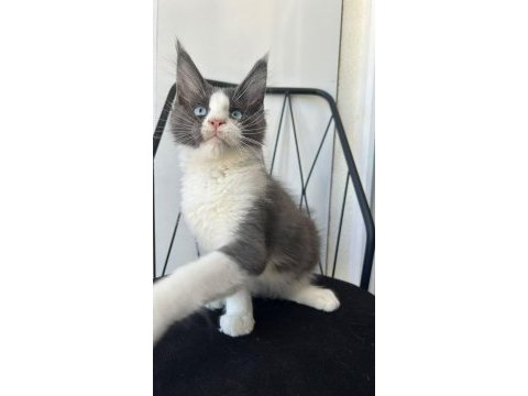 Mavi gözlü dev adam maine coon