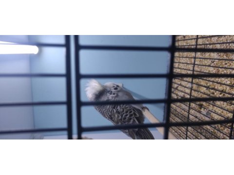 Üst vasıf muhabbet kuşu