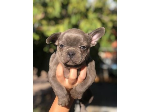 French bulldog bebeklerimiz yeni yuvalarını arıyor