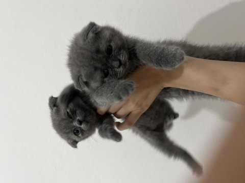 Scottish fold yavru yuva arıyor