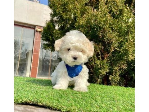 Bal tadında maltese terrier yavruları