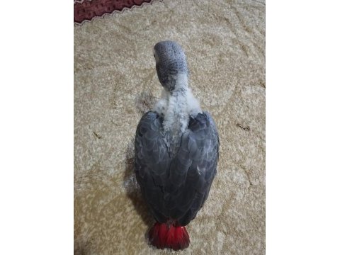 Yavru jako papağanı 2 aylık