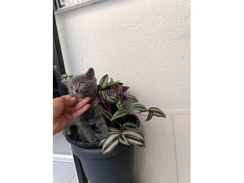 Sevimli british shorthair kardeş bebekler