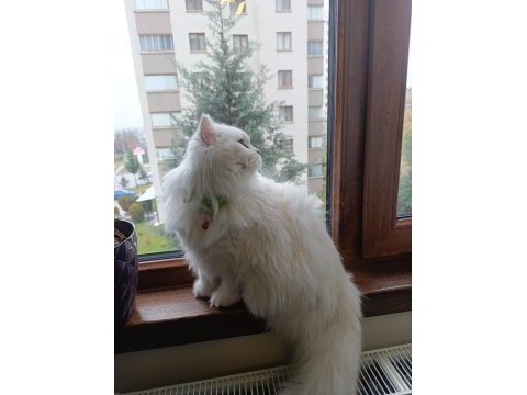 Kedimizi sahiplendiriyoruz
