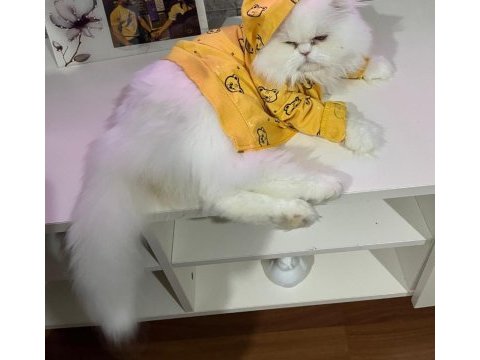 4 yaşında tüm aşıları tam chinchilla cinsi erkek kedimiz