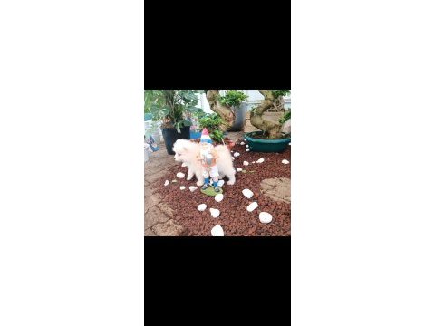 Ayi yavrusu samoyed a kalite ırk