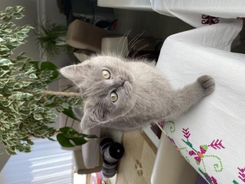 British longhair ve scottish fold