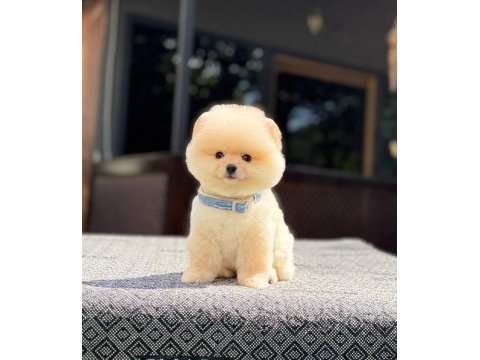 Sağlık ve ırk garantili pomeranian