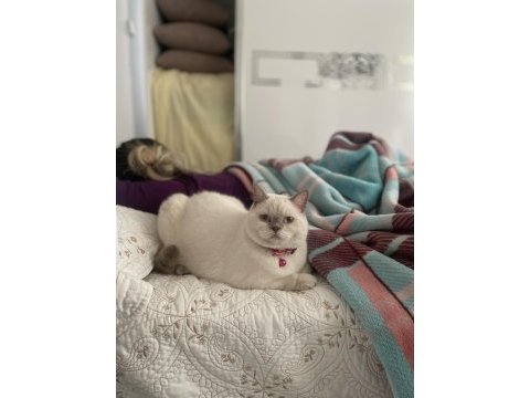 8 aylık dişi british shorthair