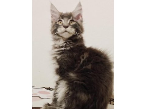 Maine coon erkek yavru