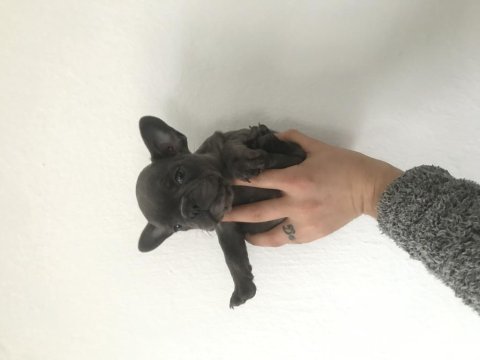 French bulldog yavrularımız yeni evleri için müsait