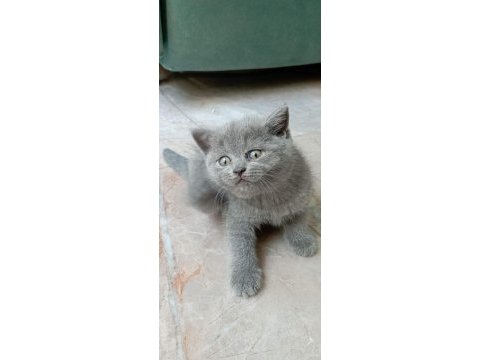 Top kafa ayıcık surat british shorthair