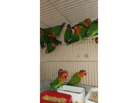 Bilezikli cennet papağanı takımlar yavru garanti