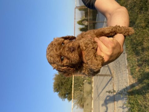 Toy poodle yavrular