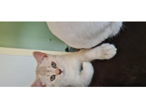 Bursa yavru british shorthair kedisi