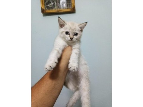 Şecereli babadan harika görselde erkek yavru kedimiz