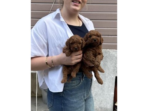 Show güzellikte toy poodle bebekler