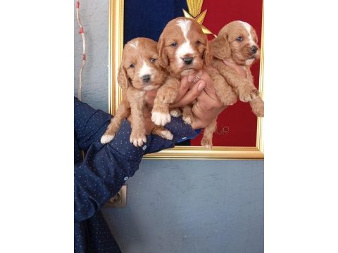 Kakabo yavru köpekler