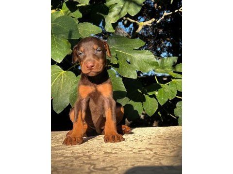 Kızıl safkan ırk garantili doberman bebeklerim