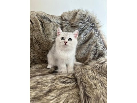 Silver ve golden point british bebekler