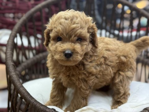 Maltipoo güzellikleri