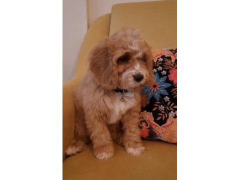 Maltipoo yavrusu