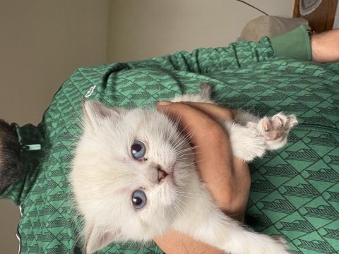 Scottish fold kedimiz