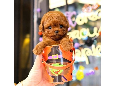 Korean toy poodle yavrularım