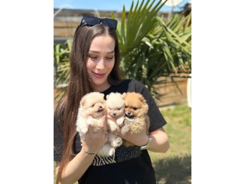 Gerçek pomeranian boo face sağlık ve ırk garantili