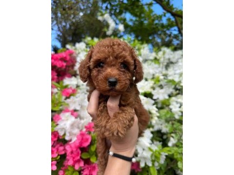 Toy poodle yavrularımız