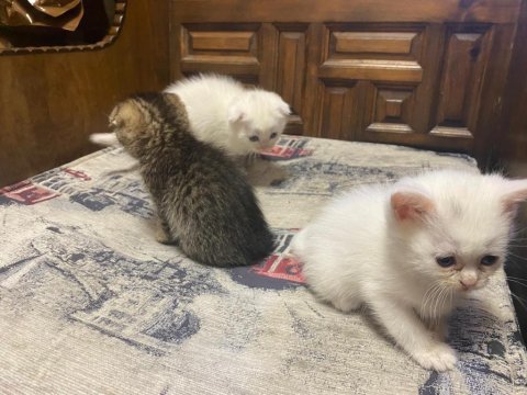 British shorthair kedilerimiz
