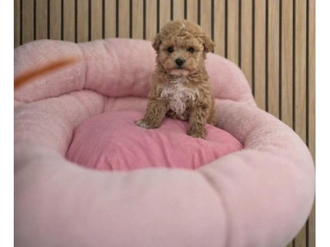 Maltipoo yavrularımız 