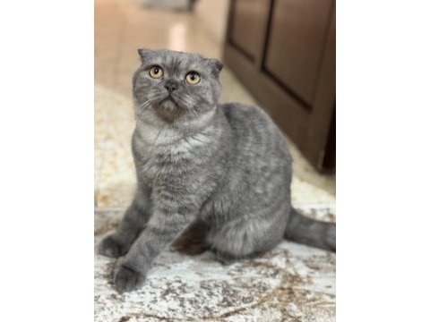 7 aylık scottish fold kedimiz sahiplendirilecek