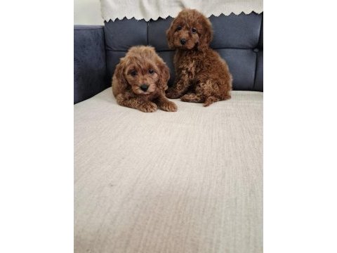 Podul maltipoo köpekler