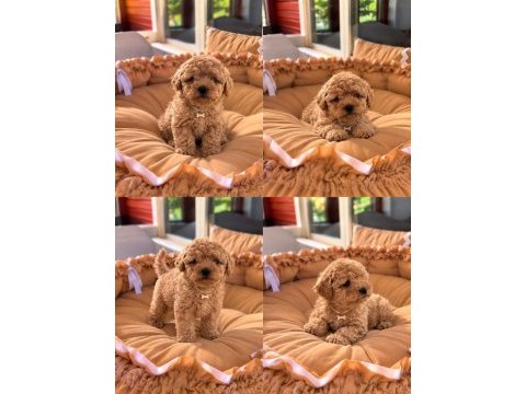 Toypoodle üst kalite bebekler 