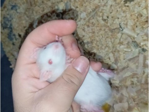 Yavru ratlar