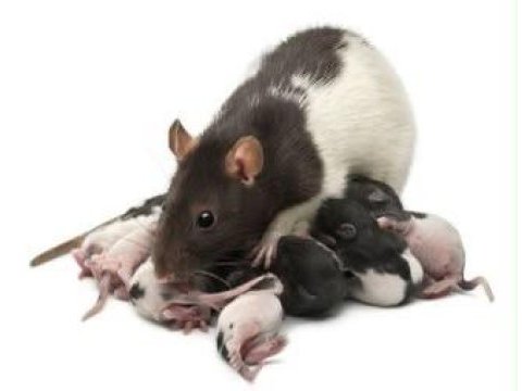 Bırbırınden sevımlı rat fareler