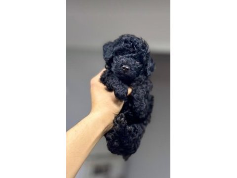 İstanbulda tek black toy poodle yavrularımız
