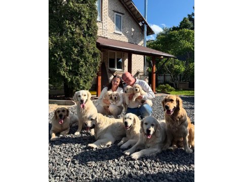 Golden retriever adrese teslim kapıda ödeme yapabilirsiniz