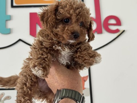 Petmode köpek çiftliğinden kore maltipoo