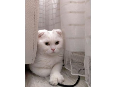 Acil yuva arıyoruz scottish fold